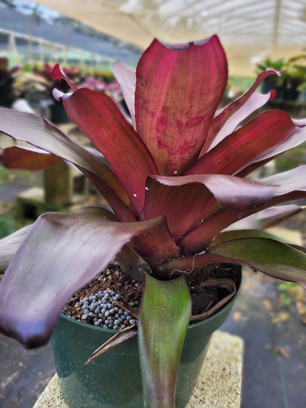 Neoregelia Voodoo Doll | Bonita Bromeliads Specialty Plant Nursery