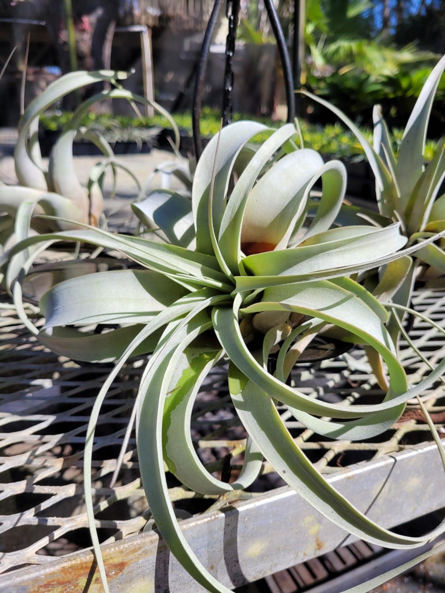 Aechmea-Roberto-Menscale | Bonita Bromeliads Specialty Plant Nursery