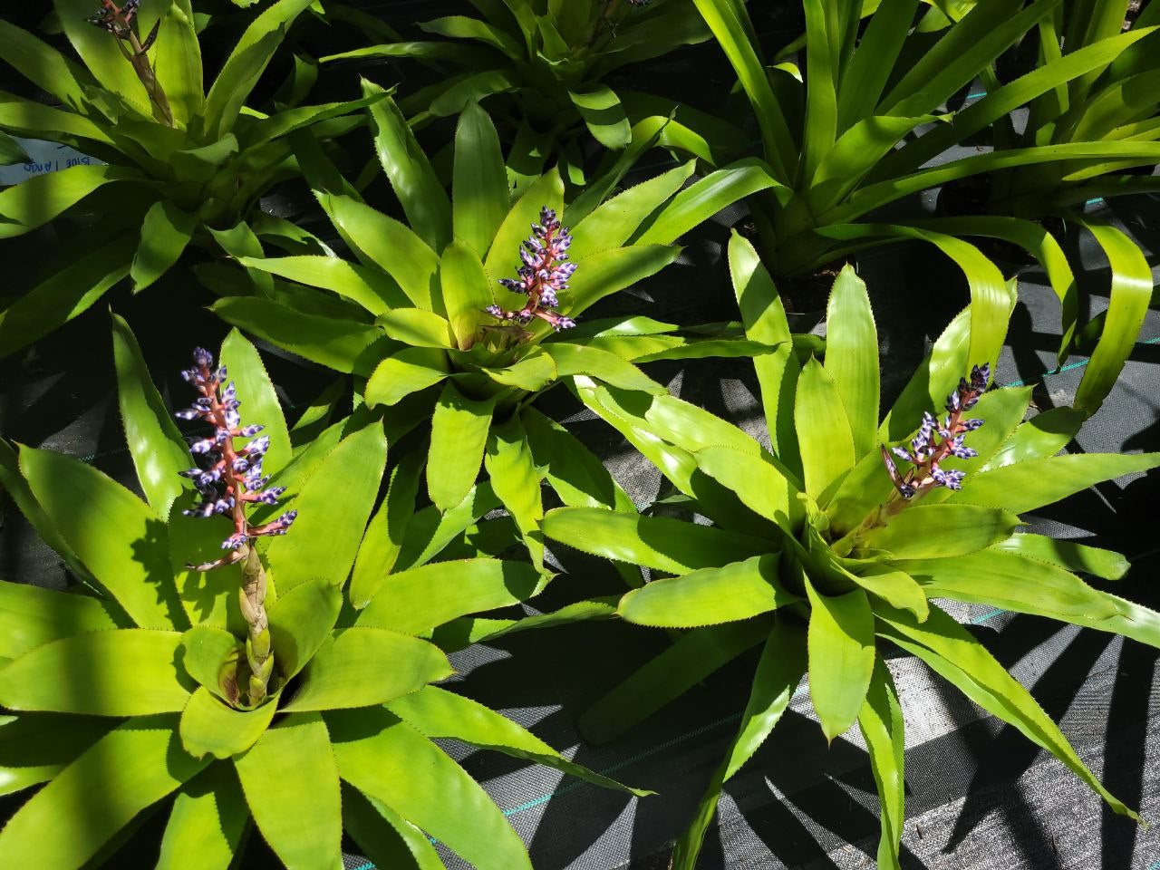 Aechmea Del Mar (P) | Bonita Bromeliads Specialty Plant Nursery